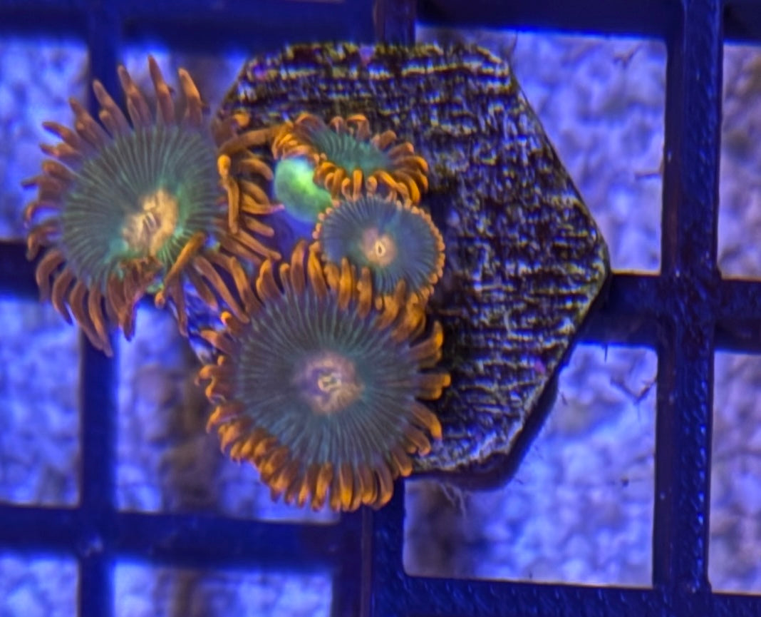 Gatorade Zoas – Mini Colony (4–6 Polyps) | Cox Marine Creations