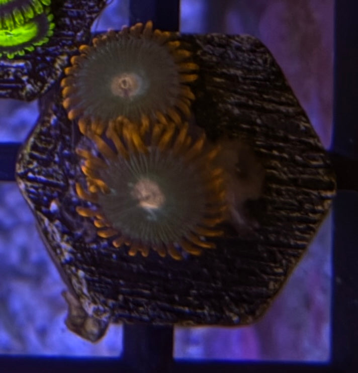 Gatorade Zoas – Frag (1–3 Polyps) | Cox Marine Creations