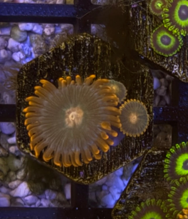 Gatorade Zoas – Frag (1–3 Polyps) | Cox Marine Creations