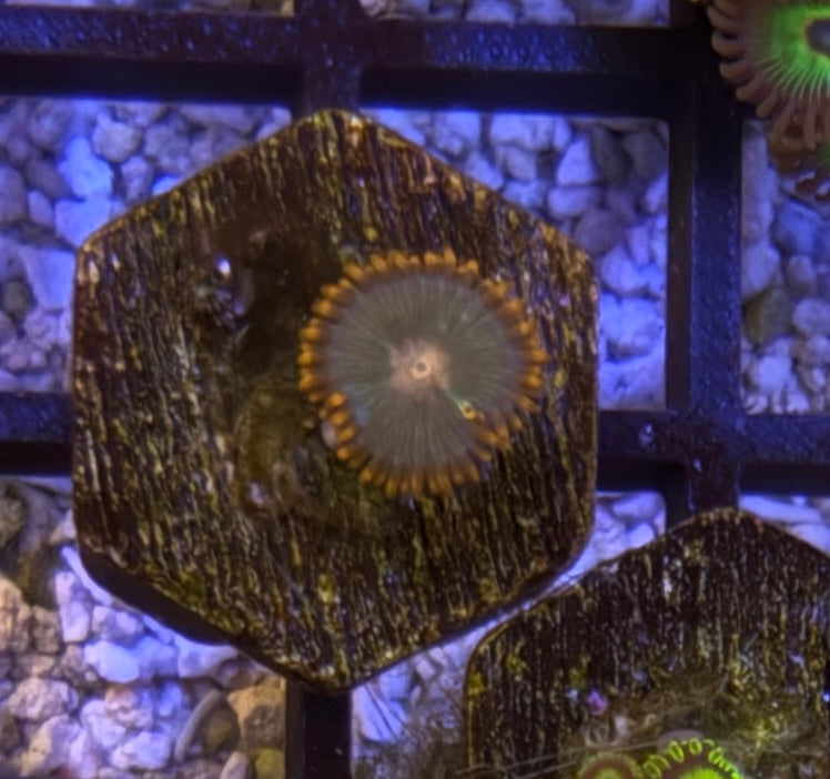 Gatorade Zoas – Frag (1–3 Polyps) | Cox Marine Creations