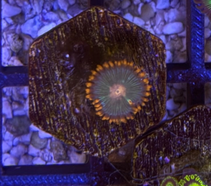 Gatorade Zoas – Frag (1–3 Polyps) | Cox Marine Creations