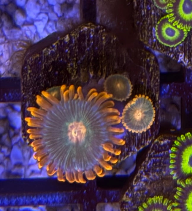 Gatorade Zoas – Frag (1–3 Polyps) | Cox Marine Creations