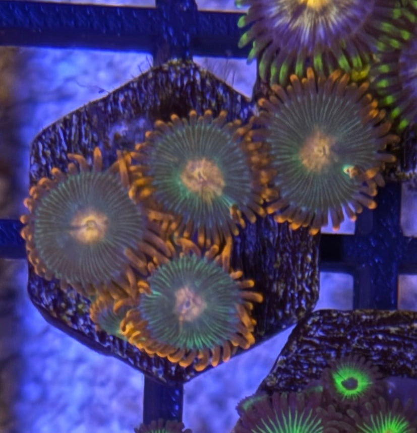 Gatorade Zoas – Mini Colony (4–6 Polyps) | Cox Marine Creations
