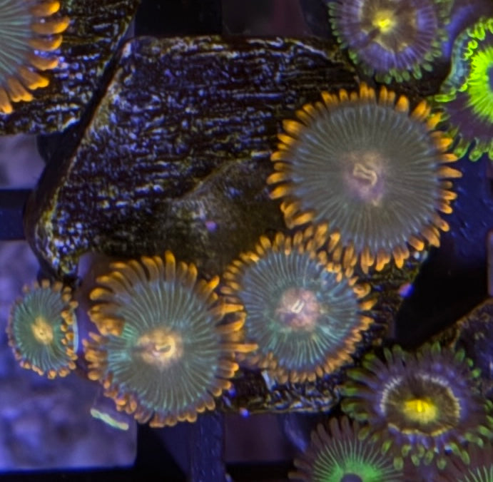 Gatorade Zoas – Mini Colony (4–6 Polyps) | Cox Marine Creations
