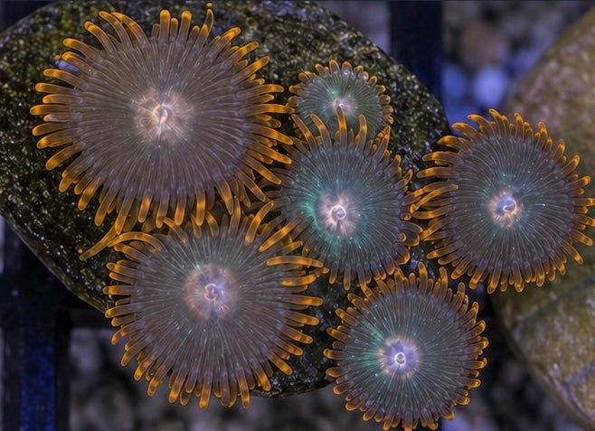 Gatorade Zoas – Mini Colony (4–6 Polyps) | Cox Marine Creations