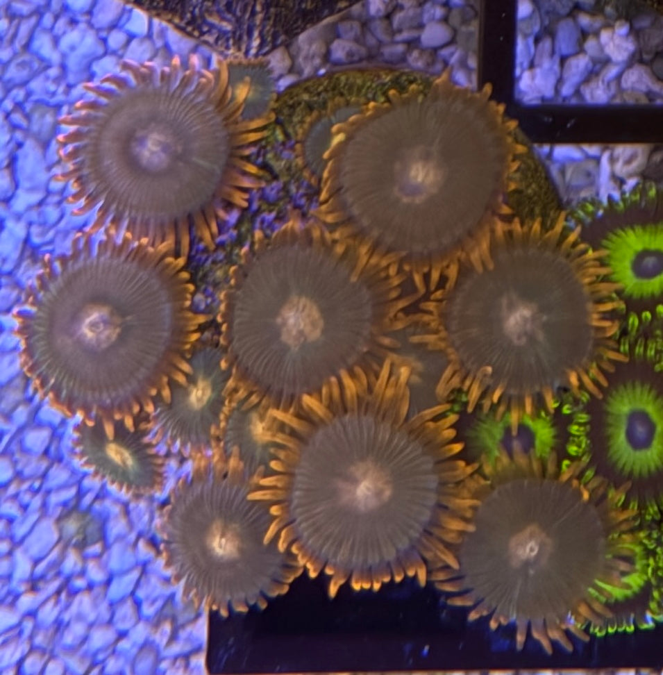Gatorade Zoas – Mid Colony (12–14+ Polyps) | Cox Marine Creations
