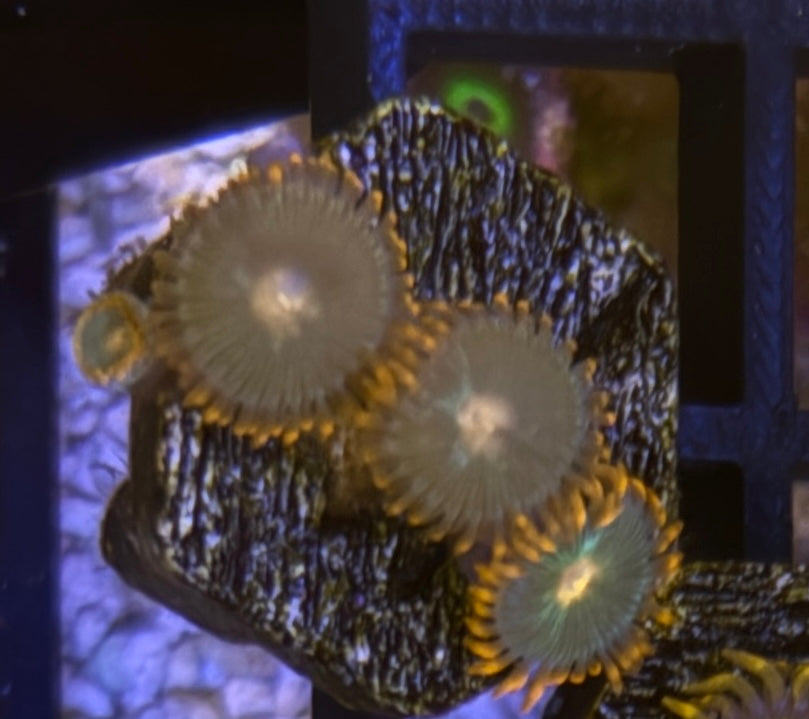 Gatorade Zoas – Mini Colony (4–6 Polyps) | Cox Marine Creations