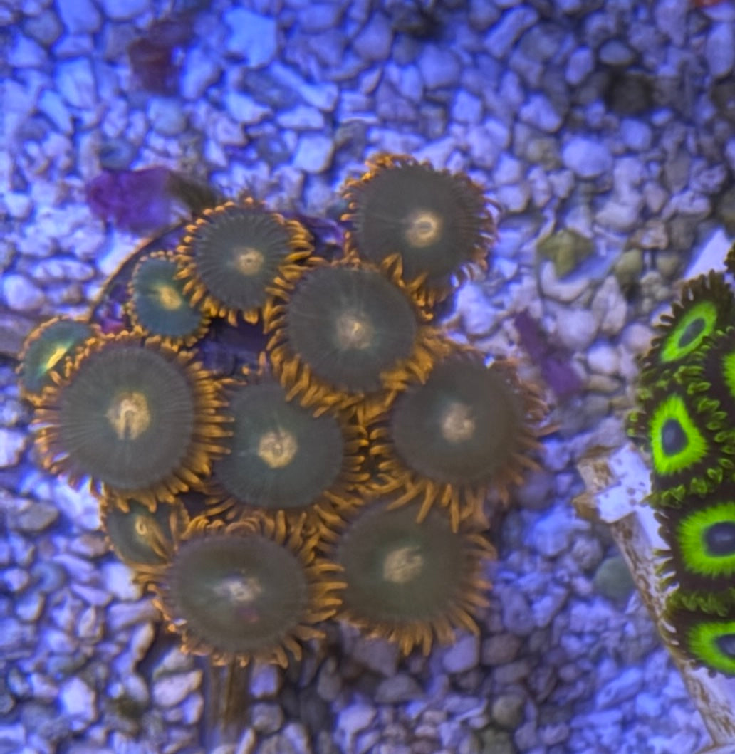 Gatorade Zoas – Starter Colony (7–10 Polyps) | Cox Marine Creations