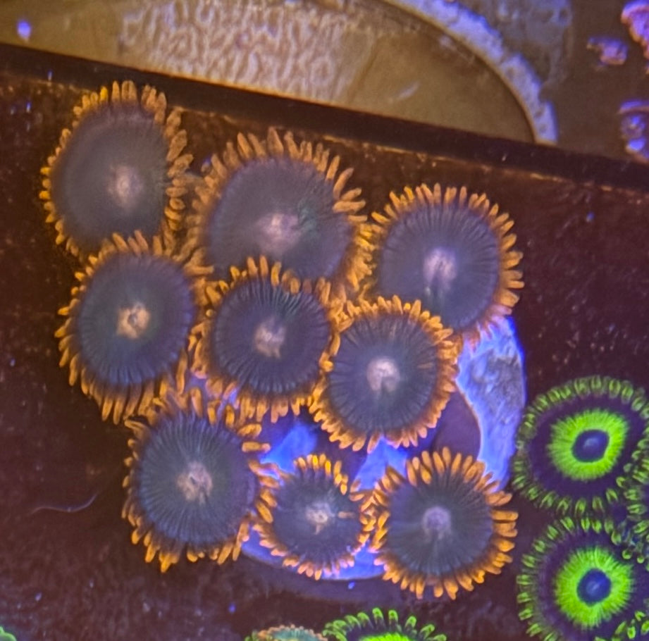 Gatorade Zoas – Starter Colony (7–10 Polyps) | Cox Marine Creations