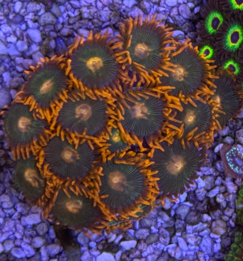 Gatorade Zoas – Full Colony (15+ Polyps) | Cox Marine Creations