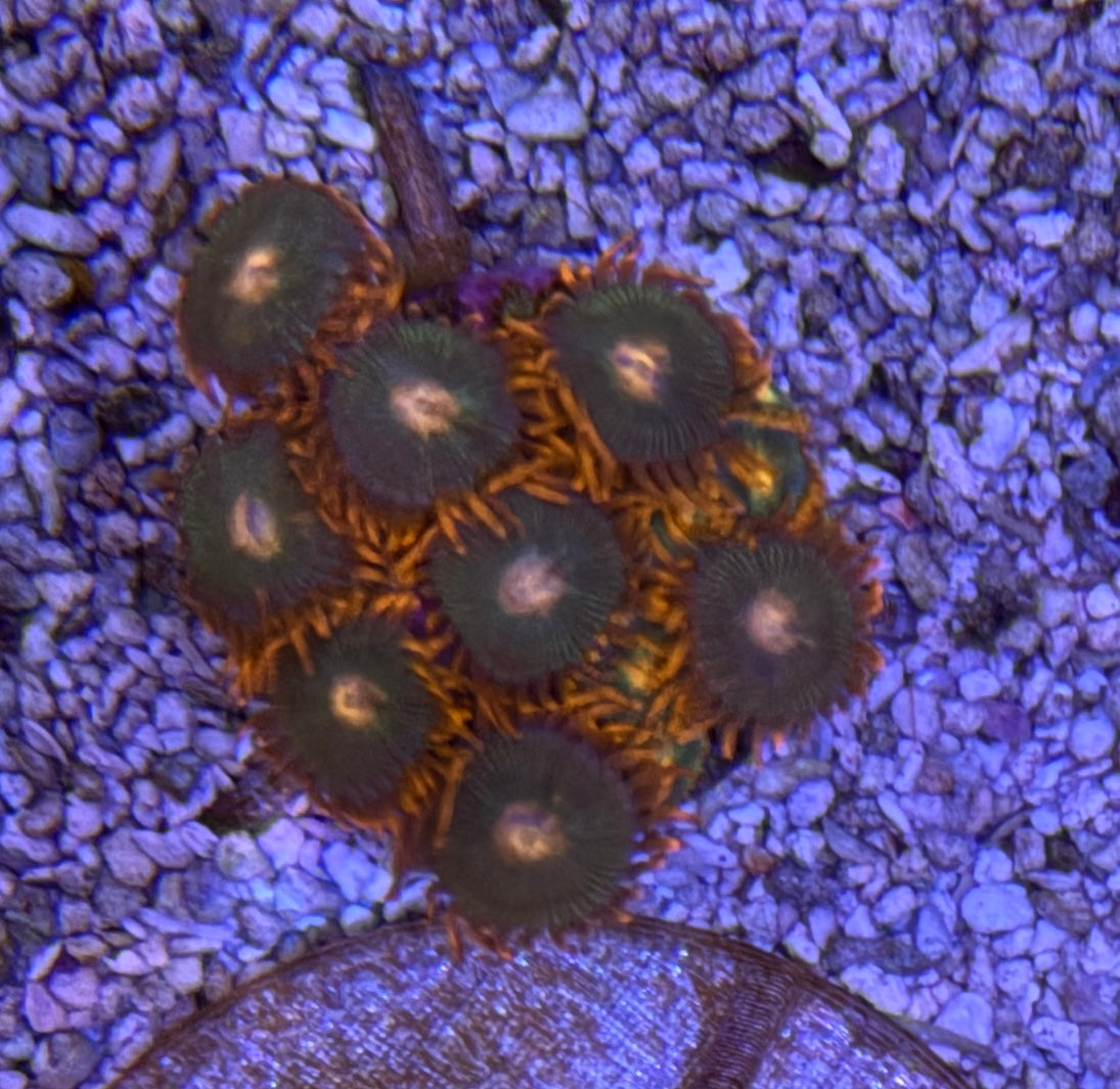 Gatorade Zoas – Starter Colony (7–10 Polyps) | Cox Marine Creations