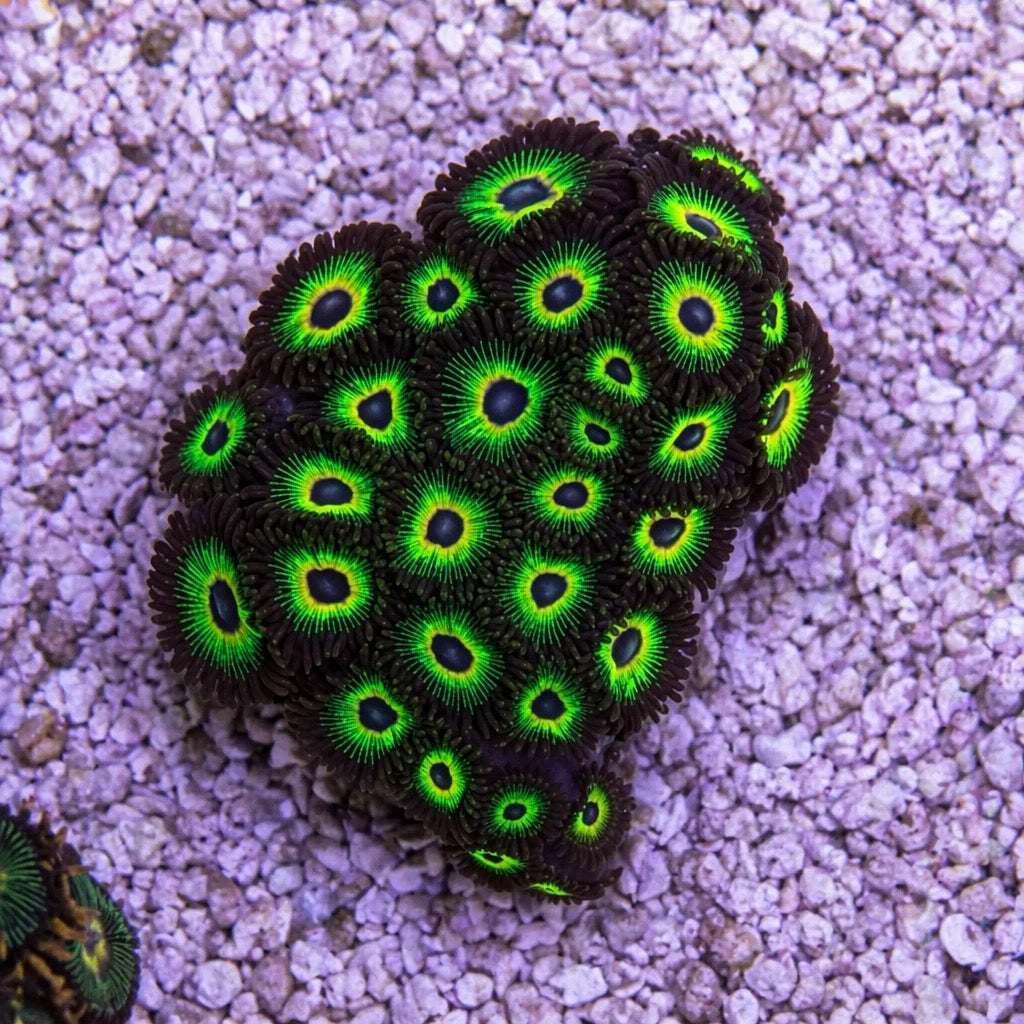 Bob Marley Zoas – Full Colony (15+ Polyps) | Cox Marine Creations