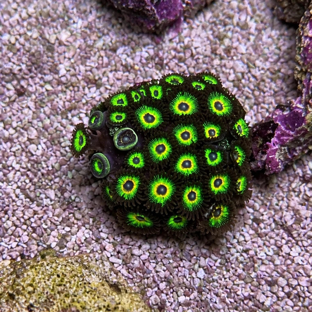 Bob Marley Zoas – Full Colony (15+ Polyps) | Cox Marine Creations