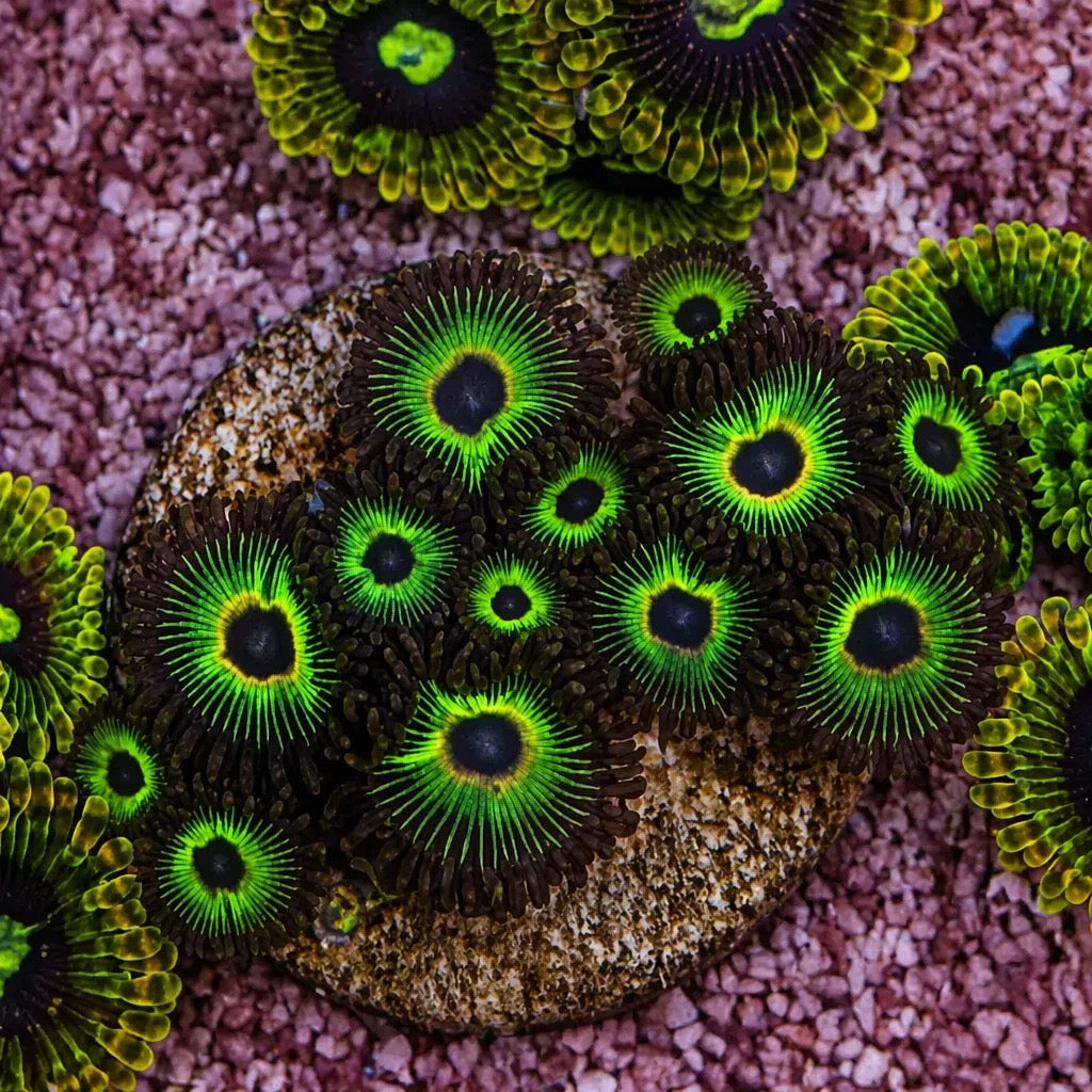 Bob Marley Zoas – Mid Colony (12–14+ Polyps) | Cox Marine Creations