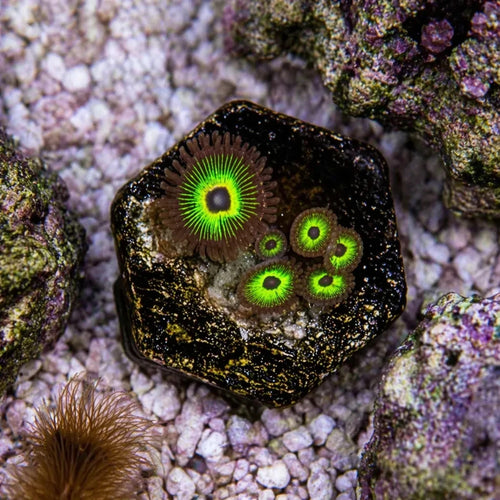 Bob Marley Zoas – Mini Colony (4–6 Polyps) | Cox Marine Creations