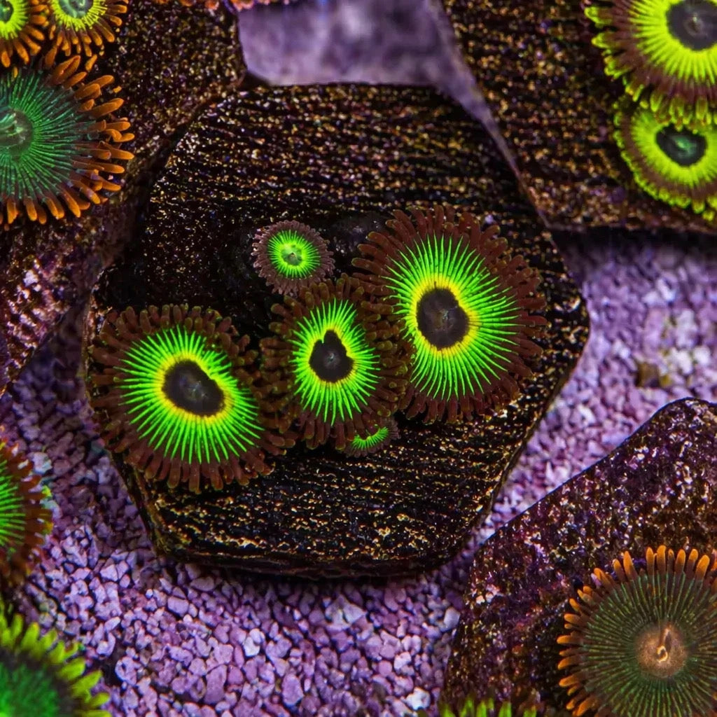 Bob Marley Zoas – Mini Colony (4–6 Polyps) | Cox Marine Creations