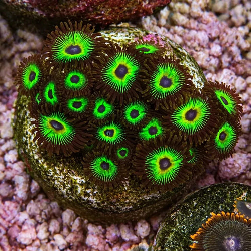 Bob Marley Zoas – Full Colony (15+ Polyps) | Cox Marine Creations