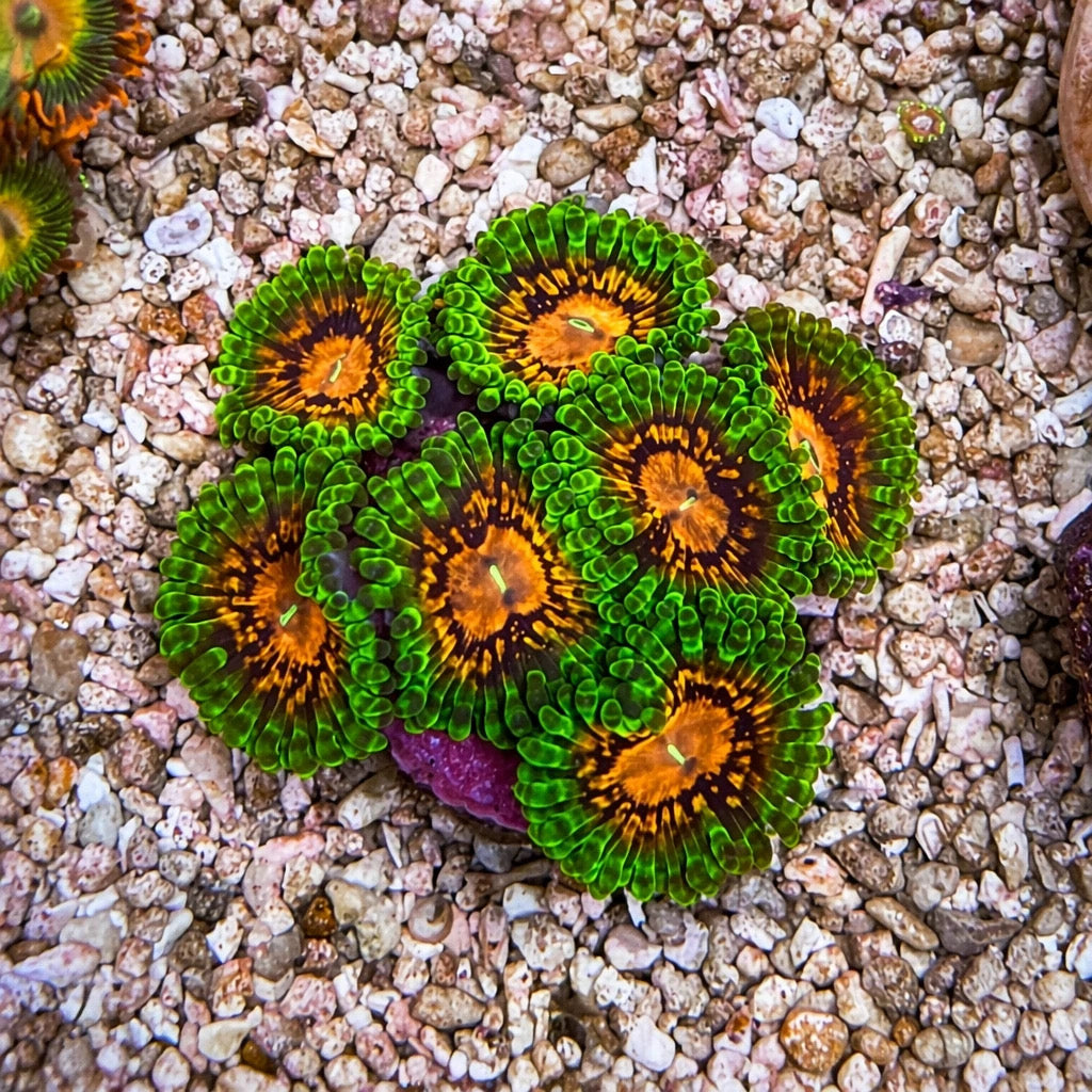 Marvin the Martian Zoas – Starter Colony (7–10 Polyps) | Cox Marine Creations