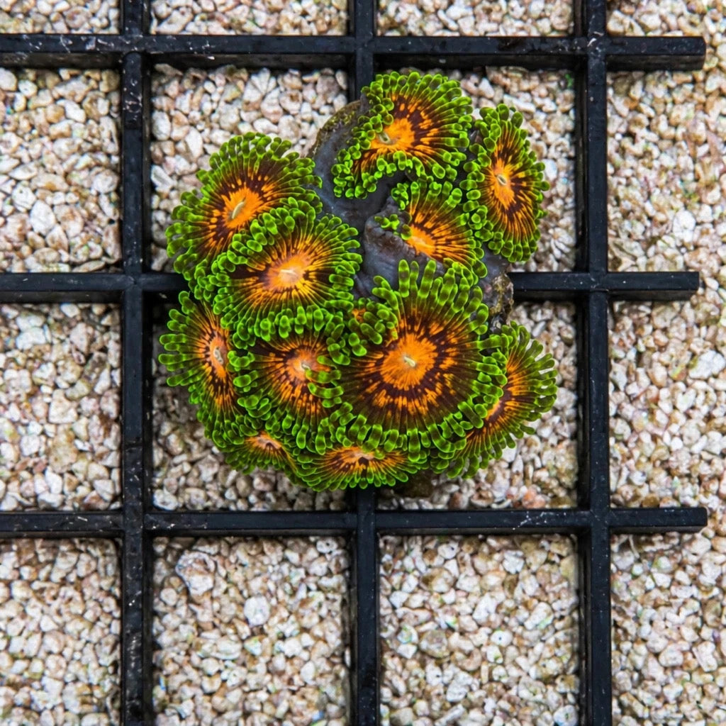 Marvin the Martian Zoas – Starter Colony (7–10 Polyps) | Cox Marine Creations