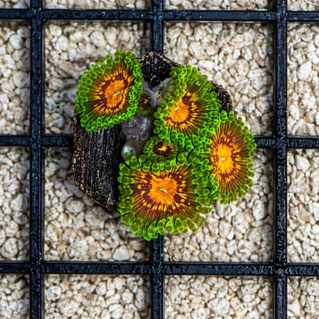 Marvin the Martian Zoas – Starter Colony (7–10 Polyps) | Cox Marine Creations
