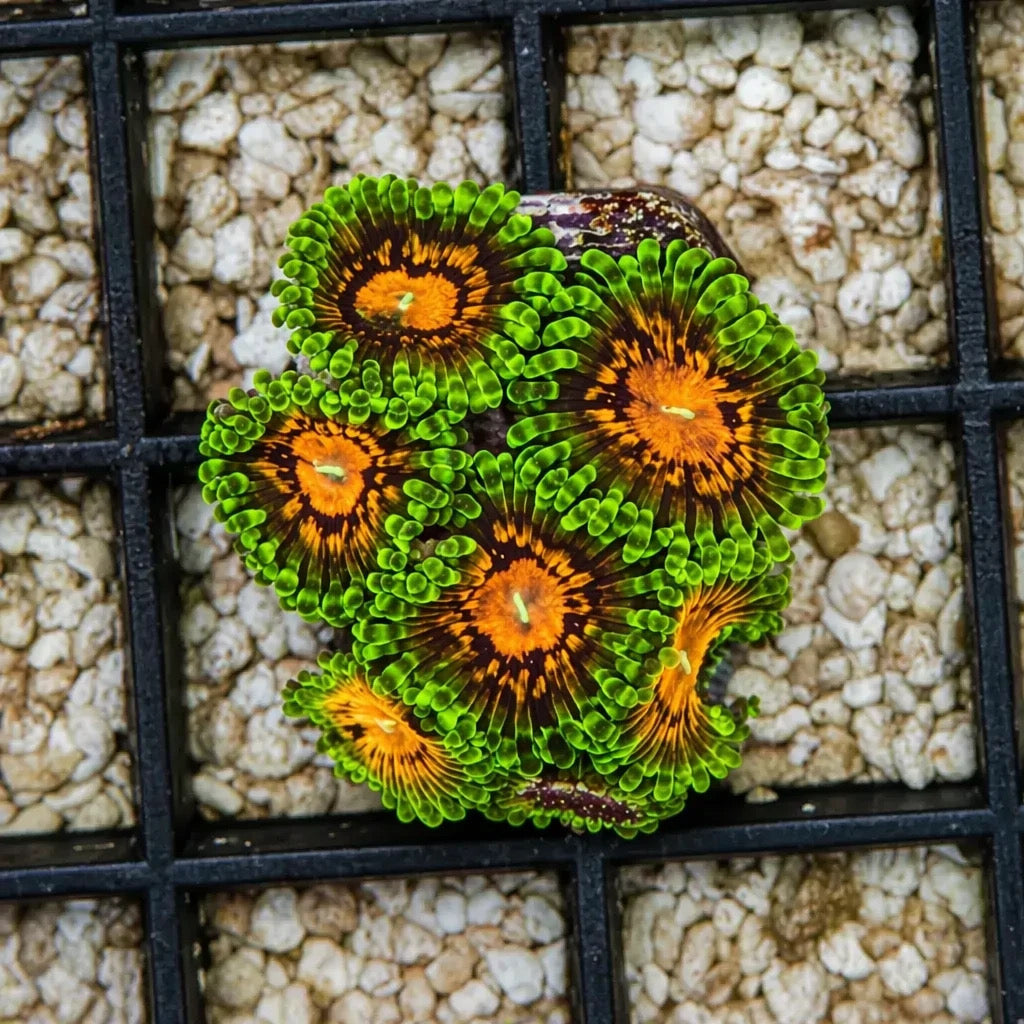 Marvin the Martian Zoas – Starter Colony (7–10 Polyps) | Cox Marine Creations